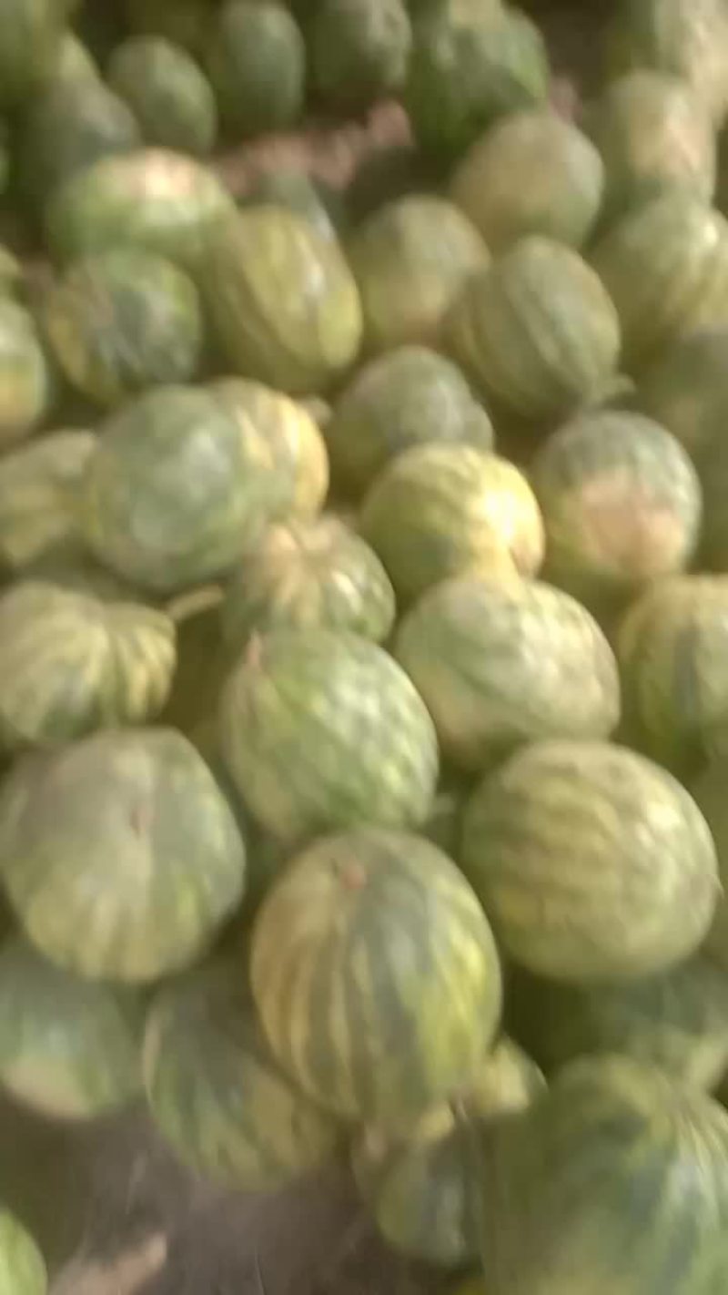甜籽一号打瓜