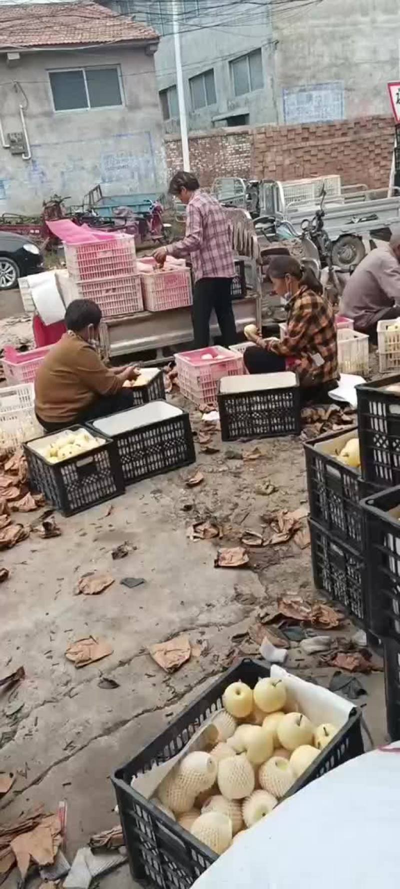 安徽省砀山县皇冠梨大量上市中，欢迎各地朋友前来采购。