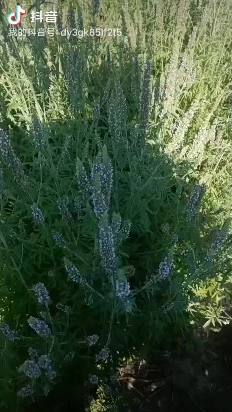 出售自家种植荆芥