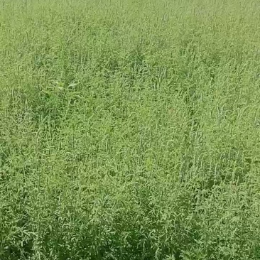 出售自家种植荆芥