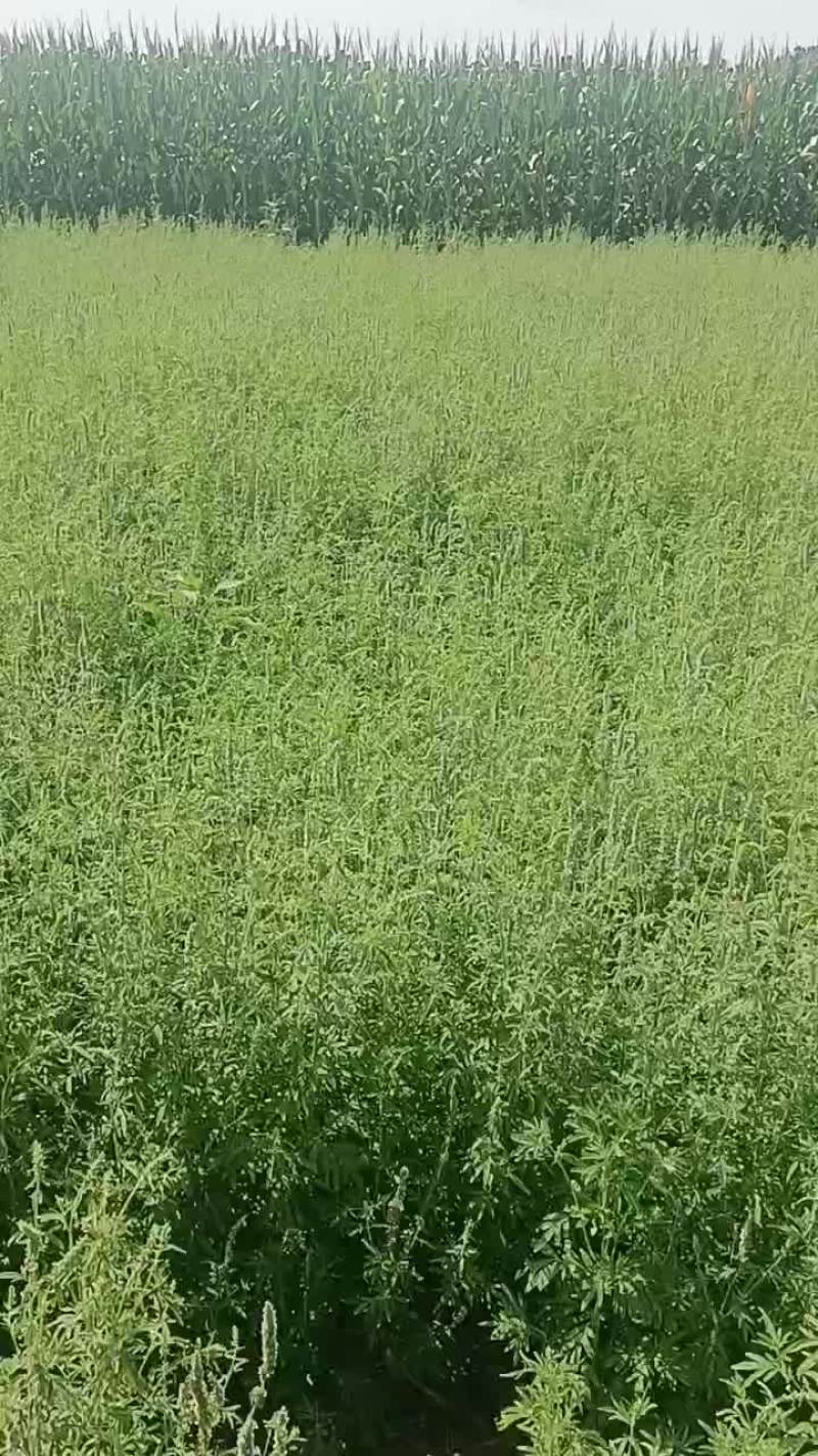 出售自家种植荆芥