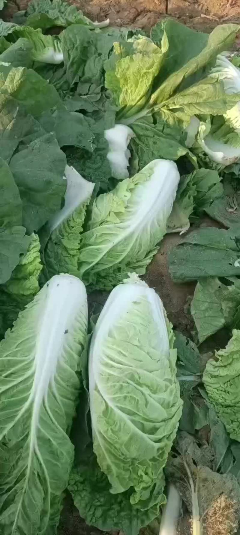 白菜，黄心大白菜大量现货供应中，质量好，价格便宜，量大了