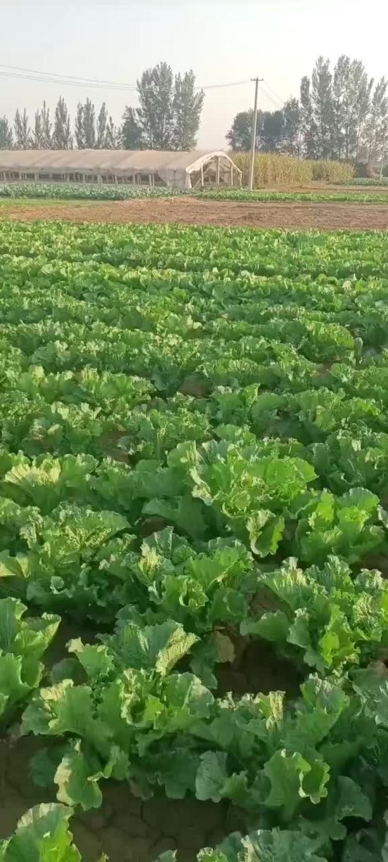 白菜，黄心大白菜大量现货供应中，质量好，价格便宜，量大了