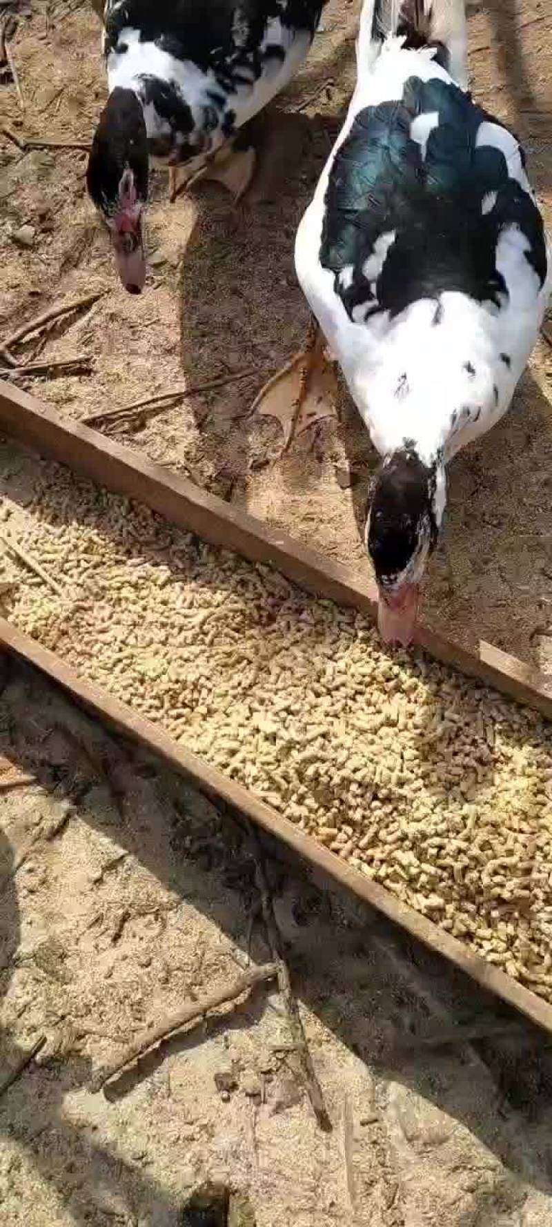 成品