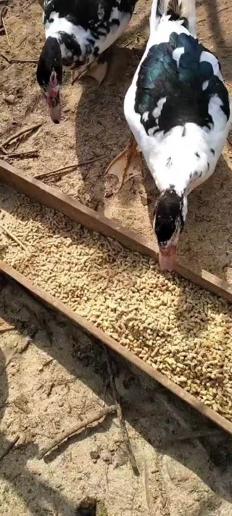 成品