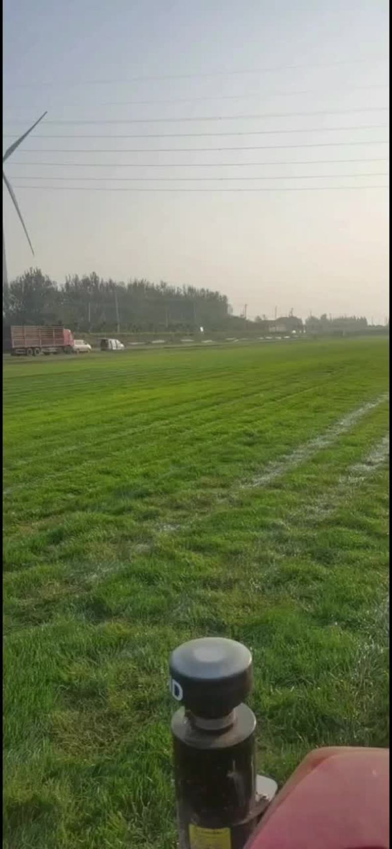 四季青草坪