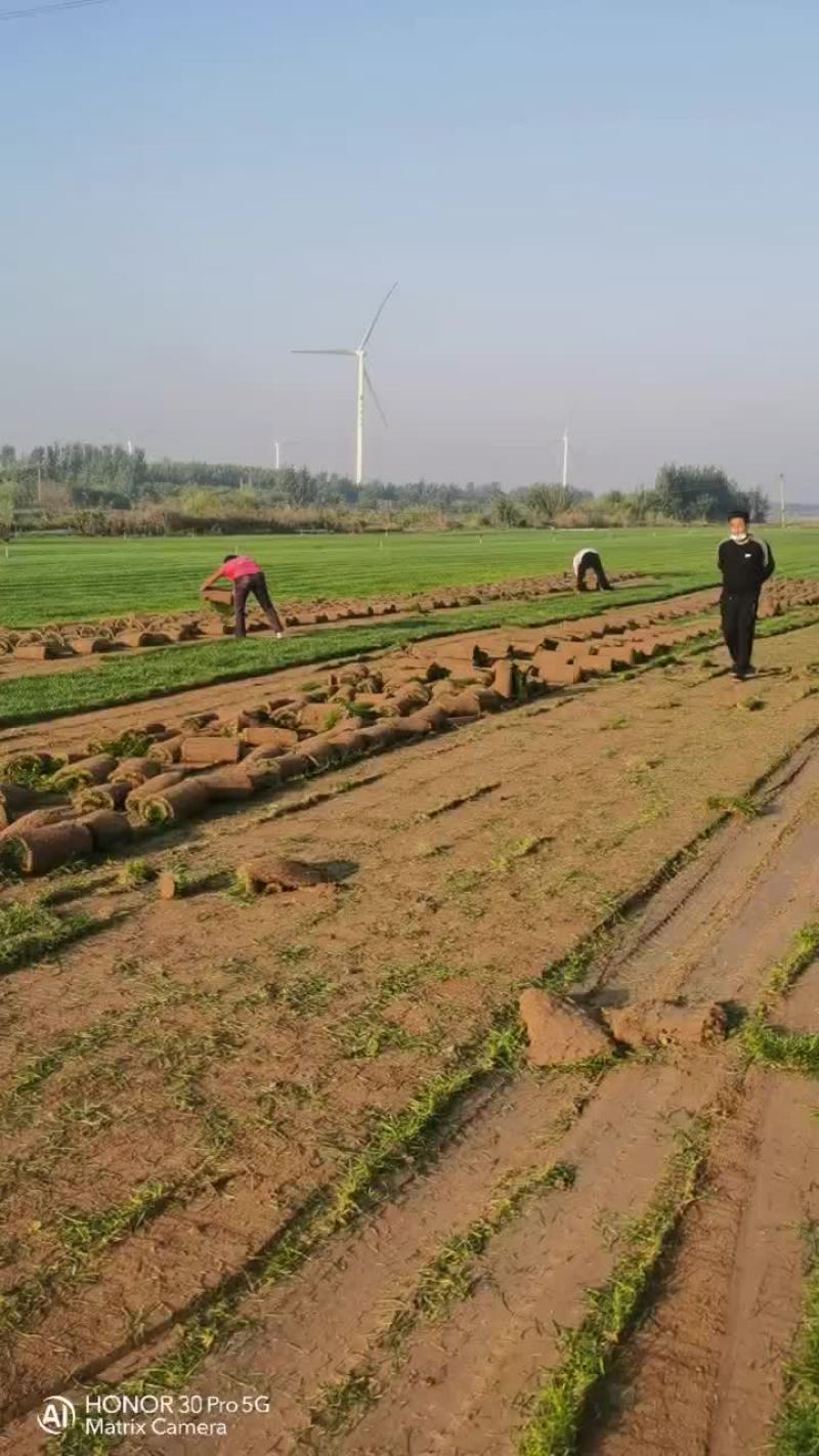 四季青草坪
