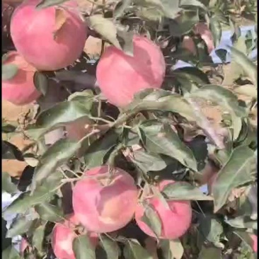 寒富苹果
