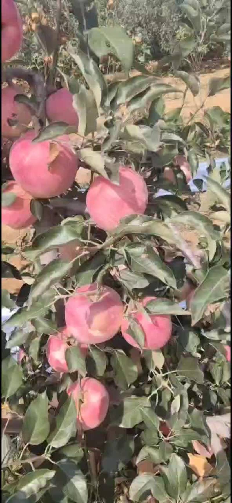 寒富苹果