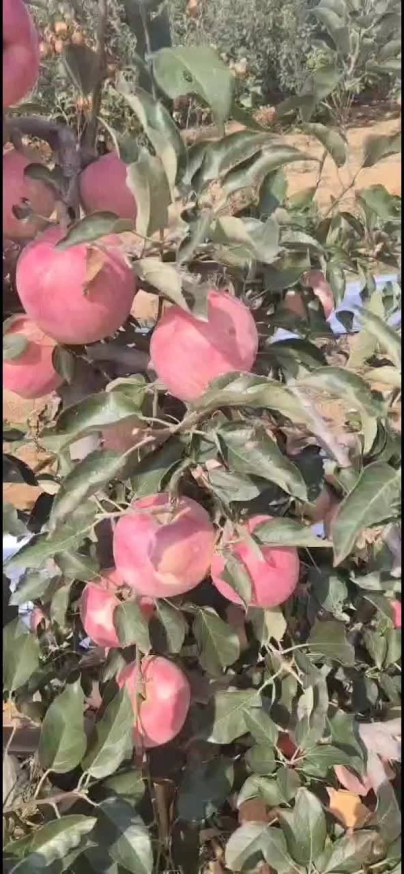 寒富苹果