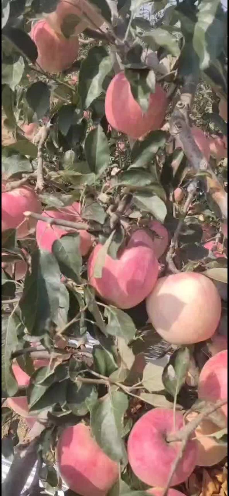 寒富苹果