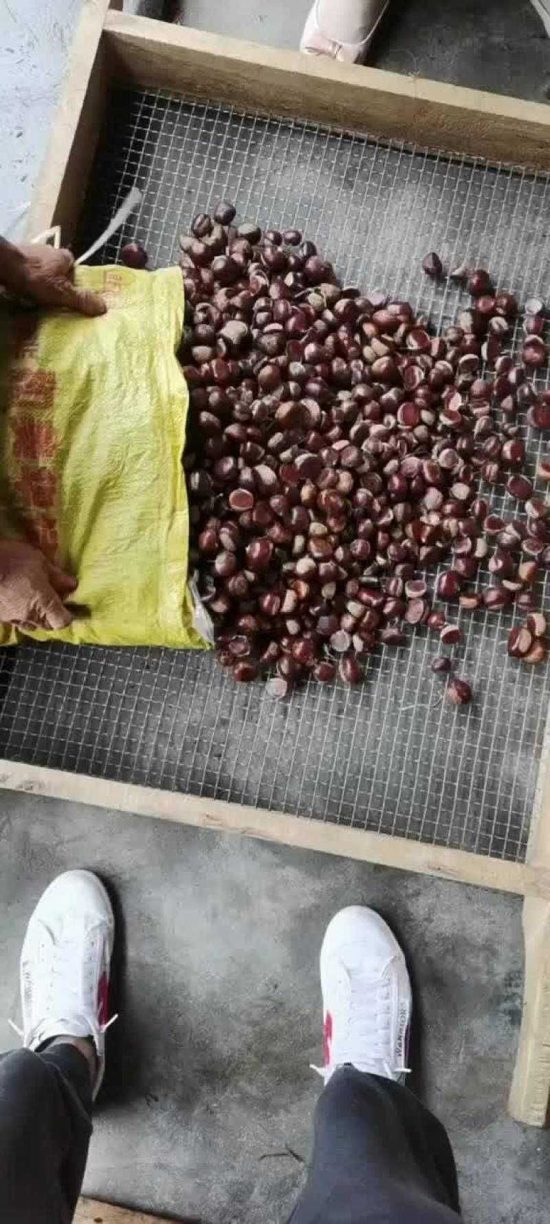 老树油栗，黄鹏