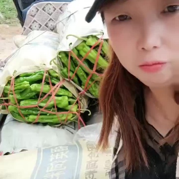 精品辣辣大量上市代发全国保证质量