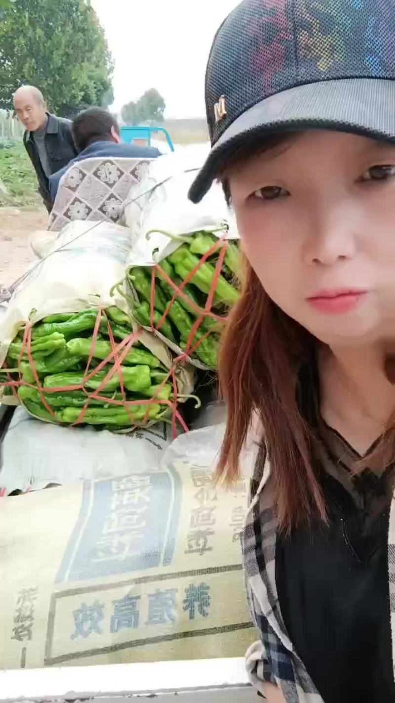 精品辣辣大量上市代发全国保证质量