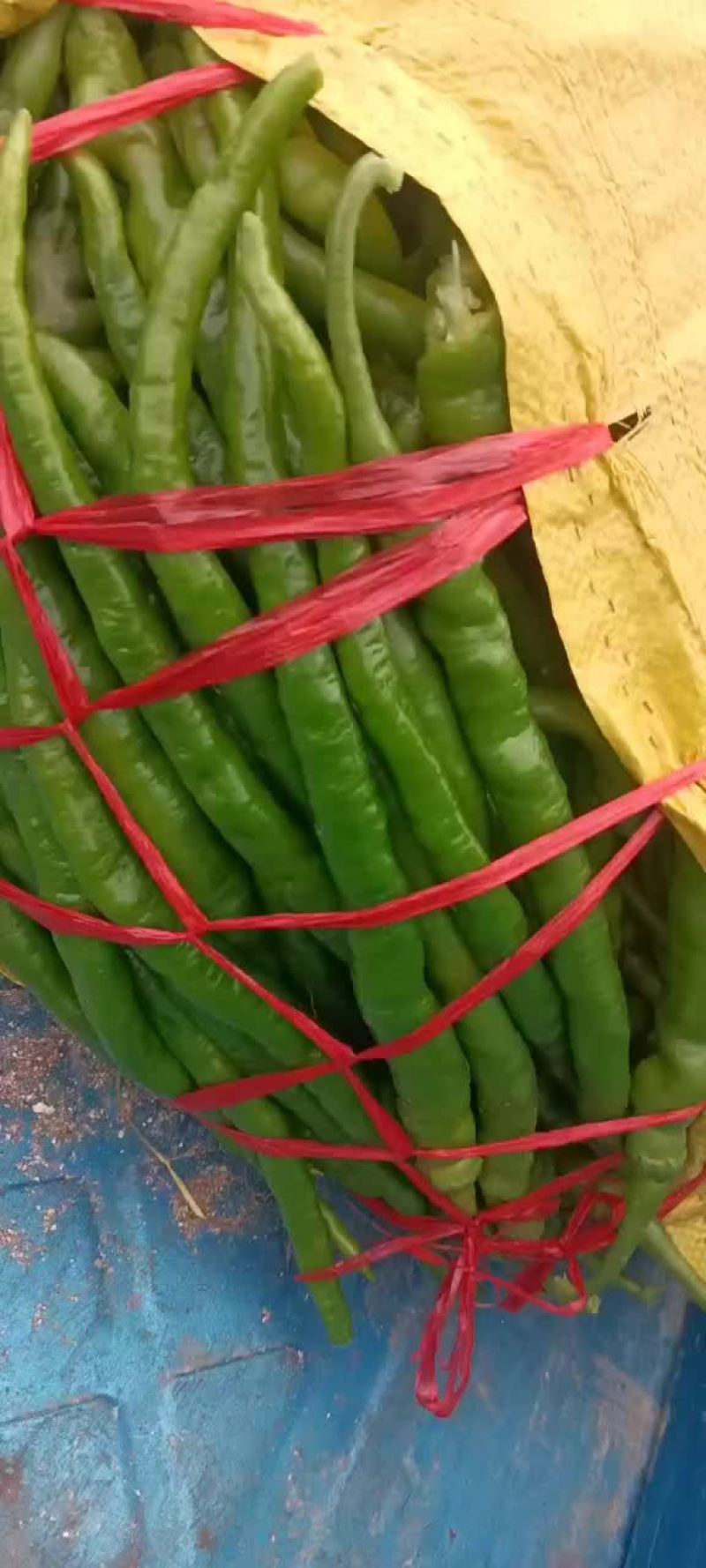 精品辣辣大量上市代发全国保证质量