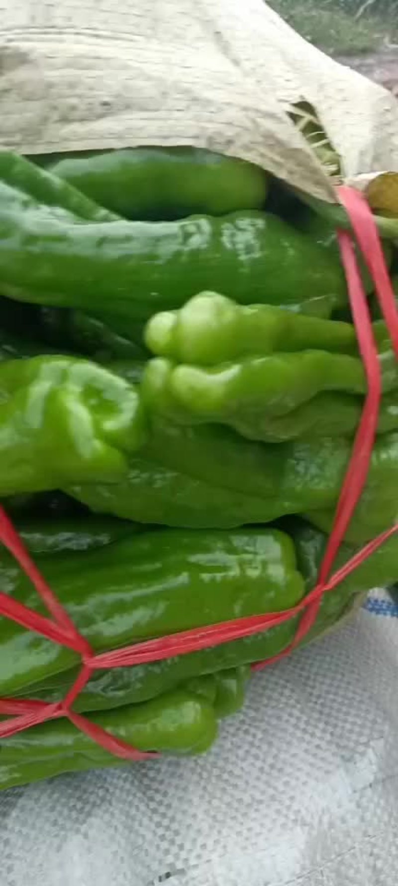 精品辣辣大量上市代发全国保证质量