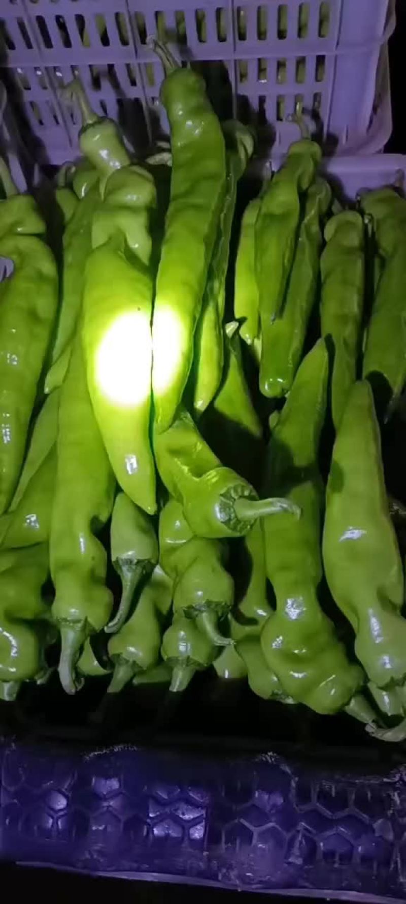 精品辣辣大量上市代发全国保证质量