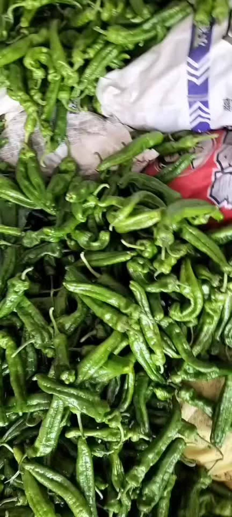 精品辣辣大量上市代发全国保证质量