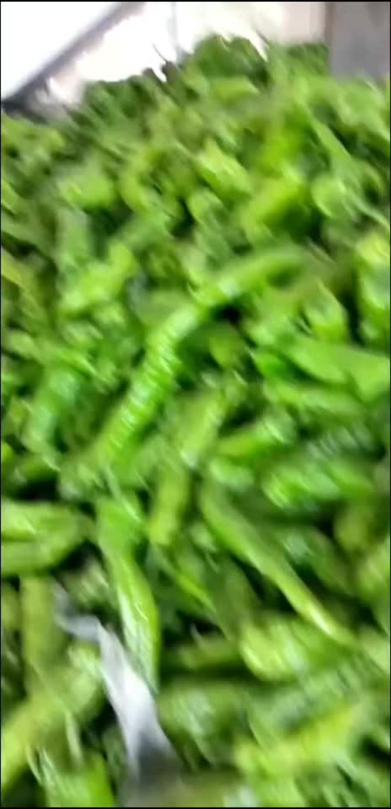 精品辣辣大量上市代发全国保证质量