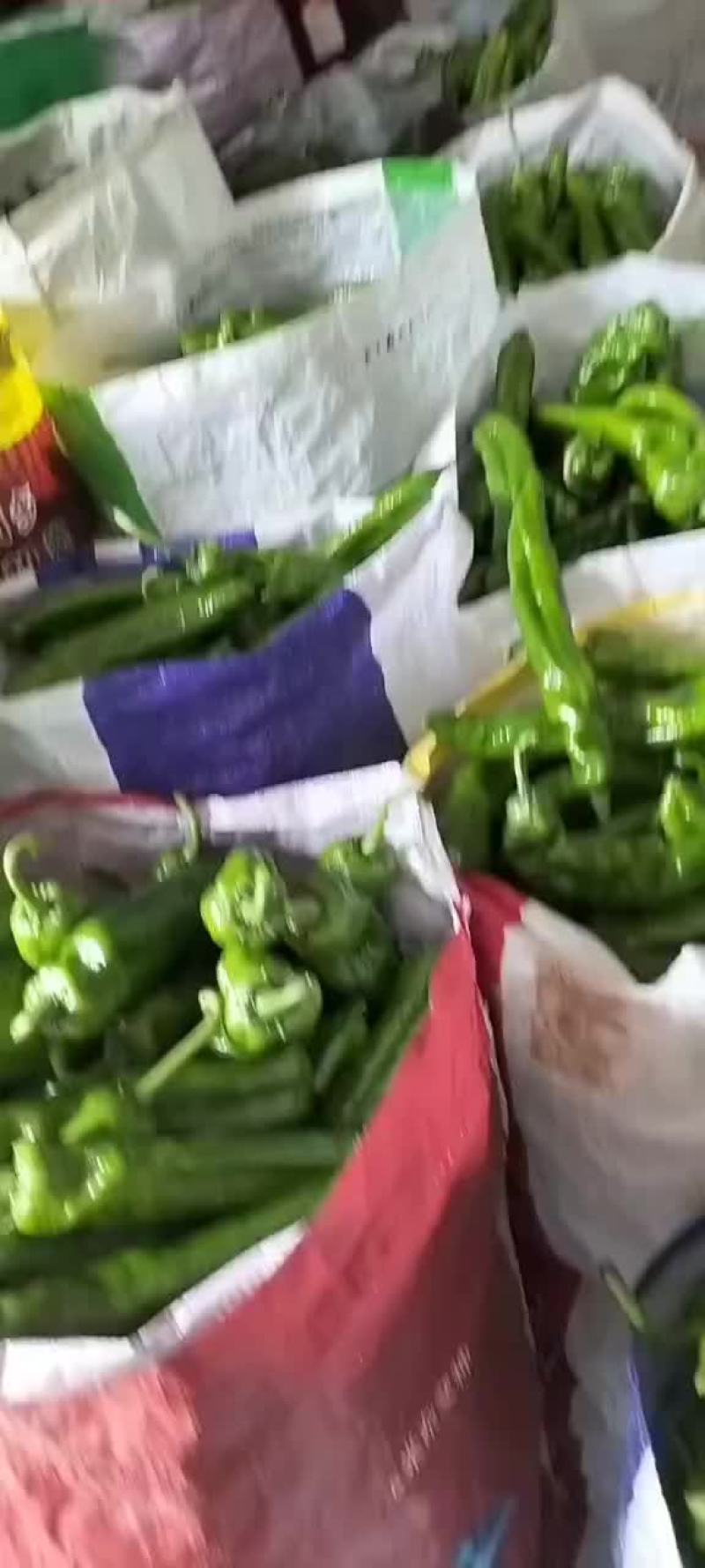 精品辣辣大量上市代发全国保证质量