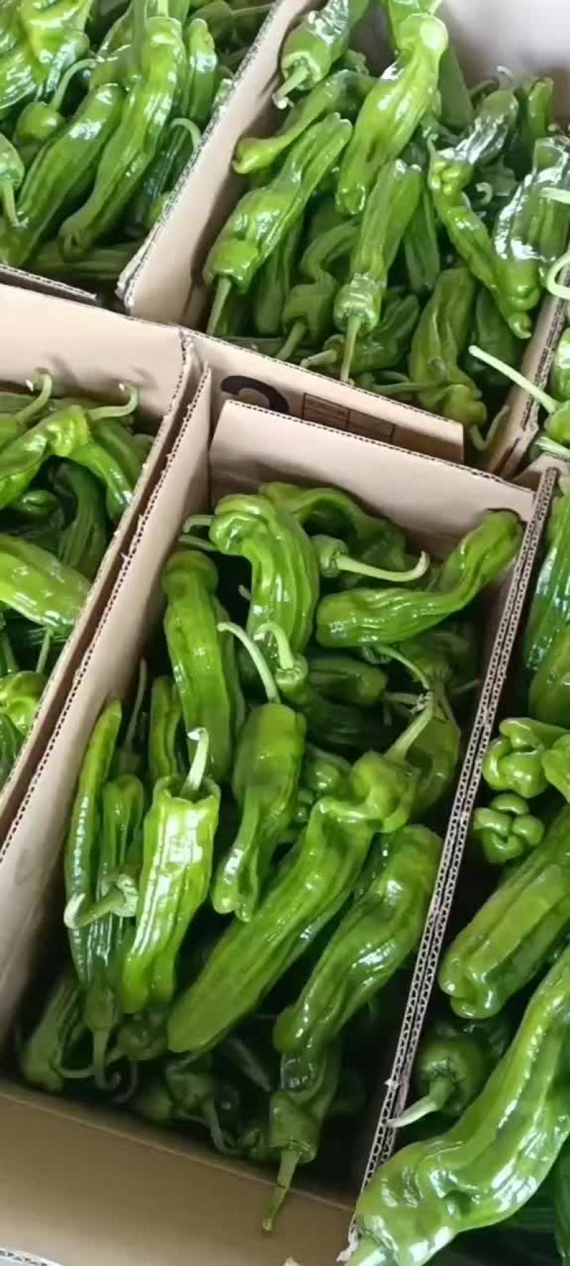 精品辣辣大量上市代发全国保证质量