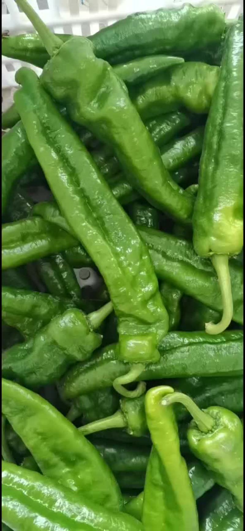 精品辣辣大量上市代发全国保证质量