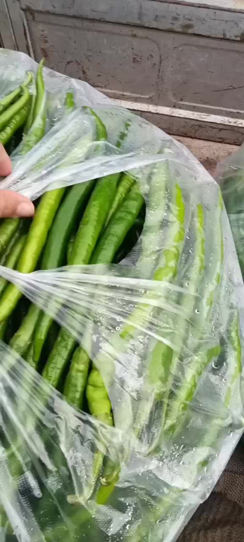 精品辣辣大量上市代发全国保证质量