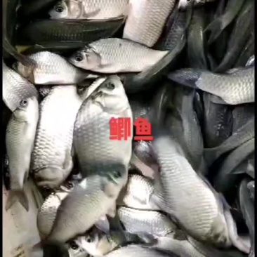 方正银鲫