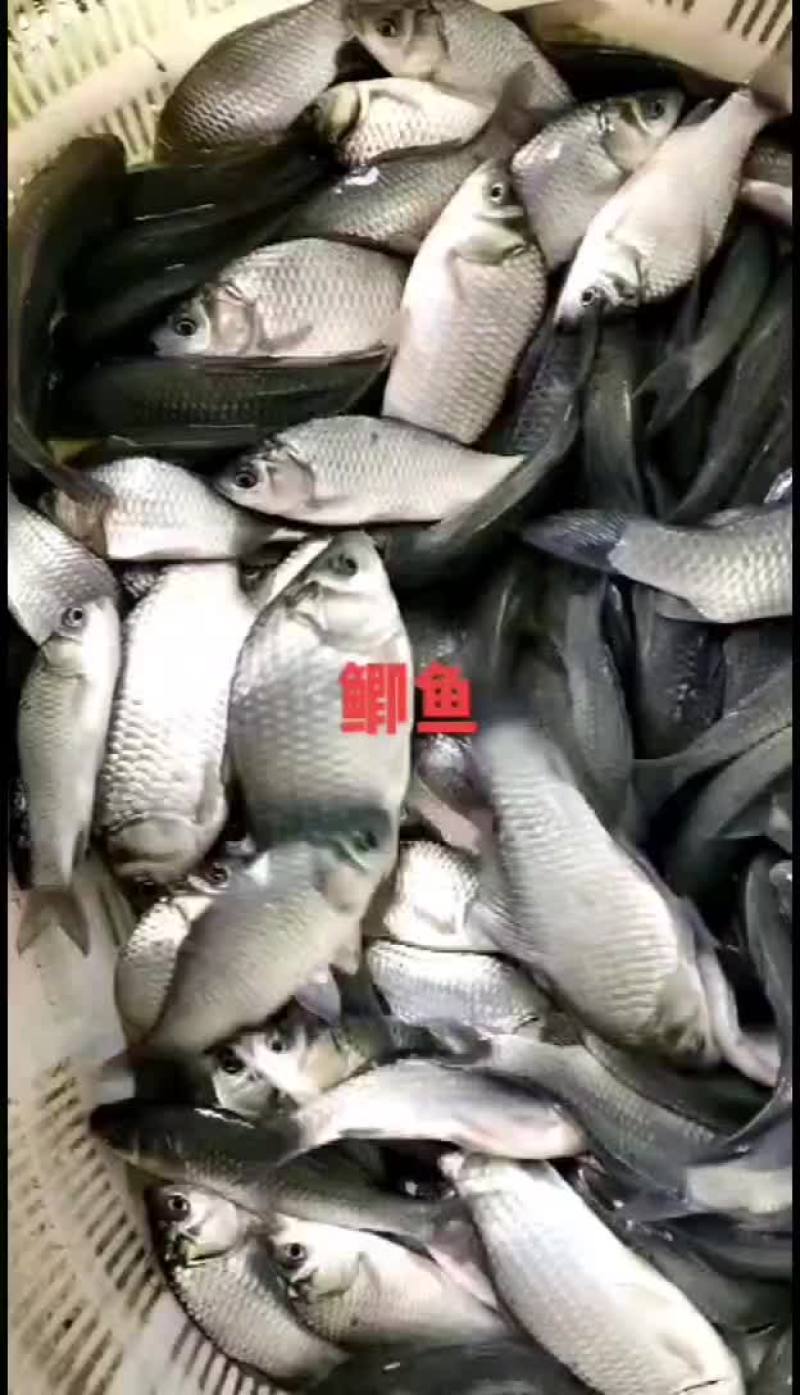 方正银鲫