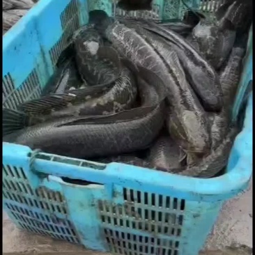 黑鱼
