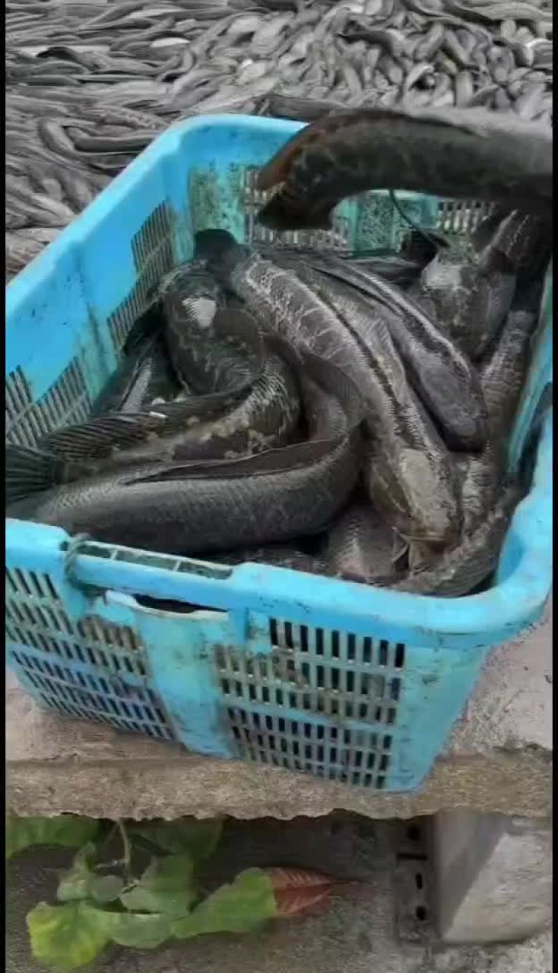 黑鱼