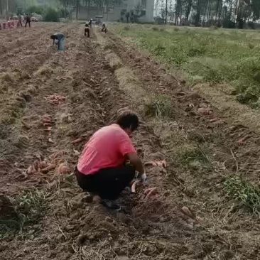 西瓜红