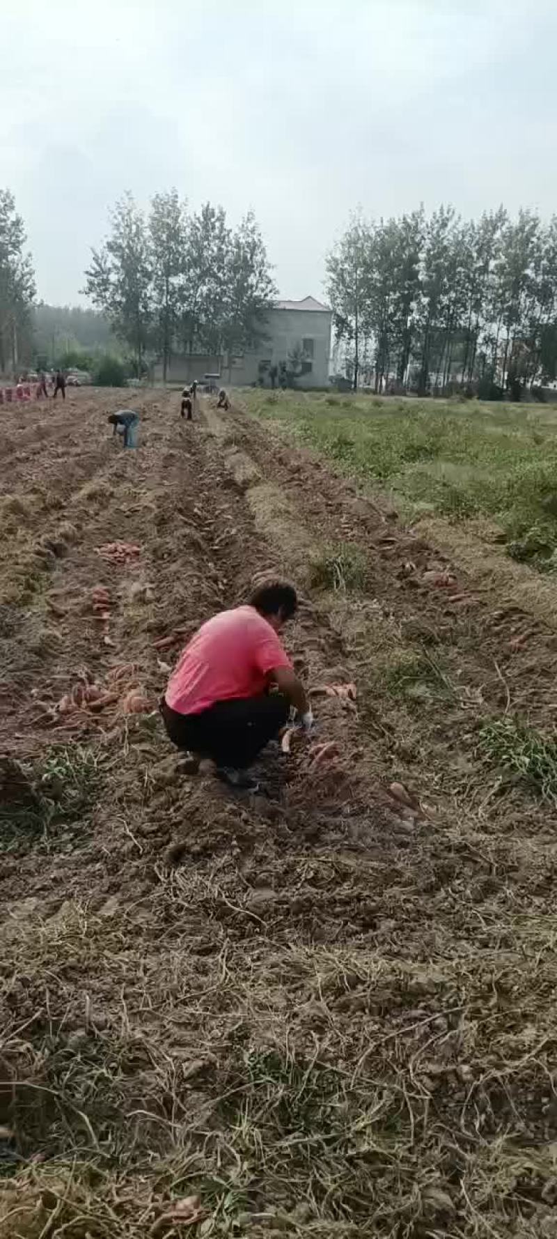 西瓜红