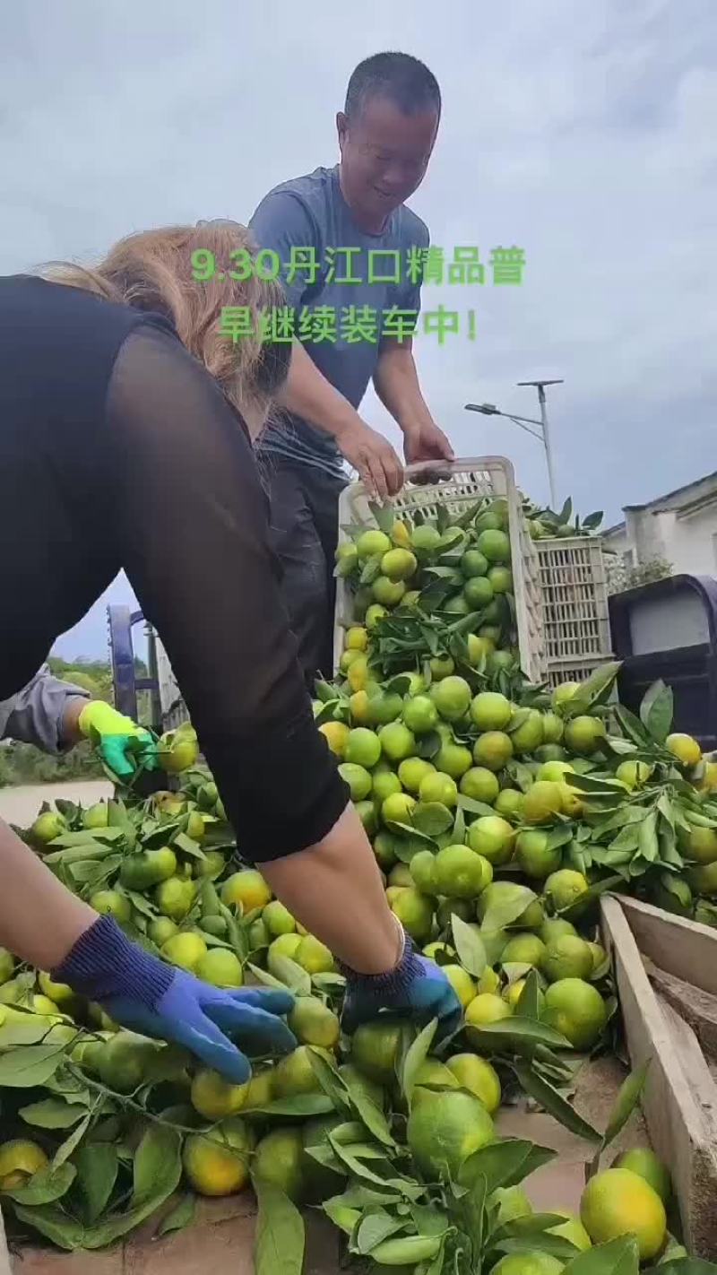 武当蜜桔