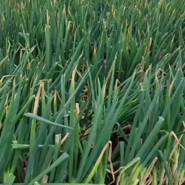 黑龙江绥化本地大葱嘎嘎好啊