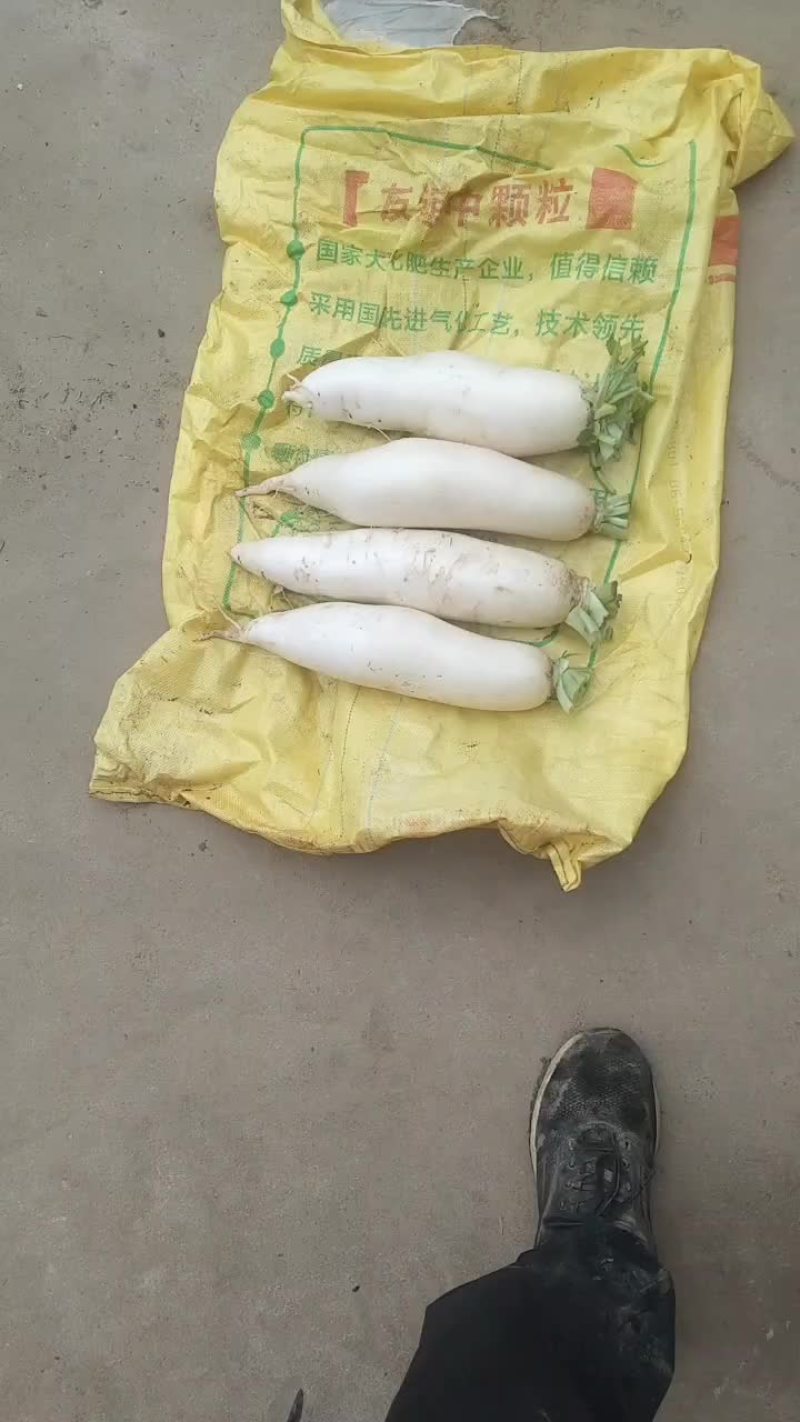 白萝卜青萝卜红薯