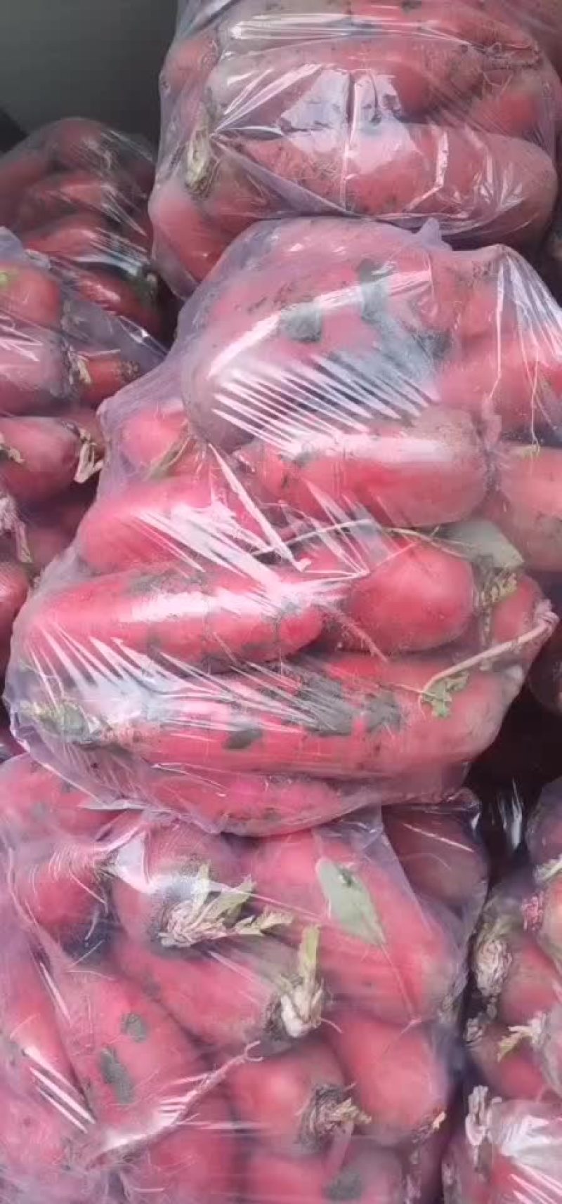红皮萝卜精品