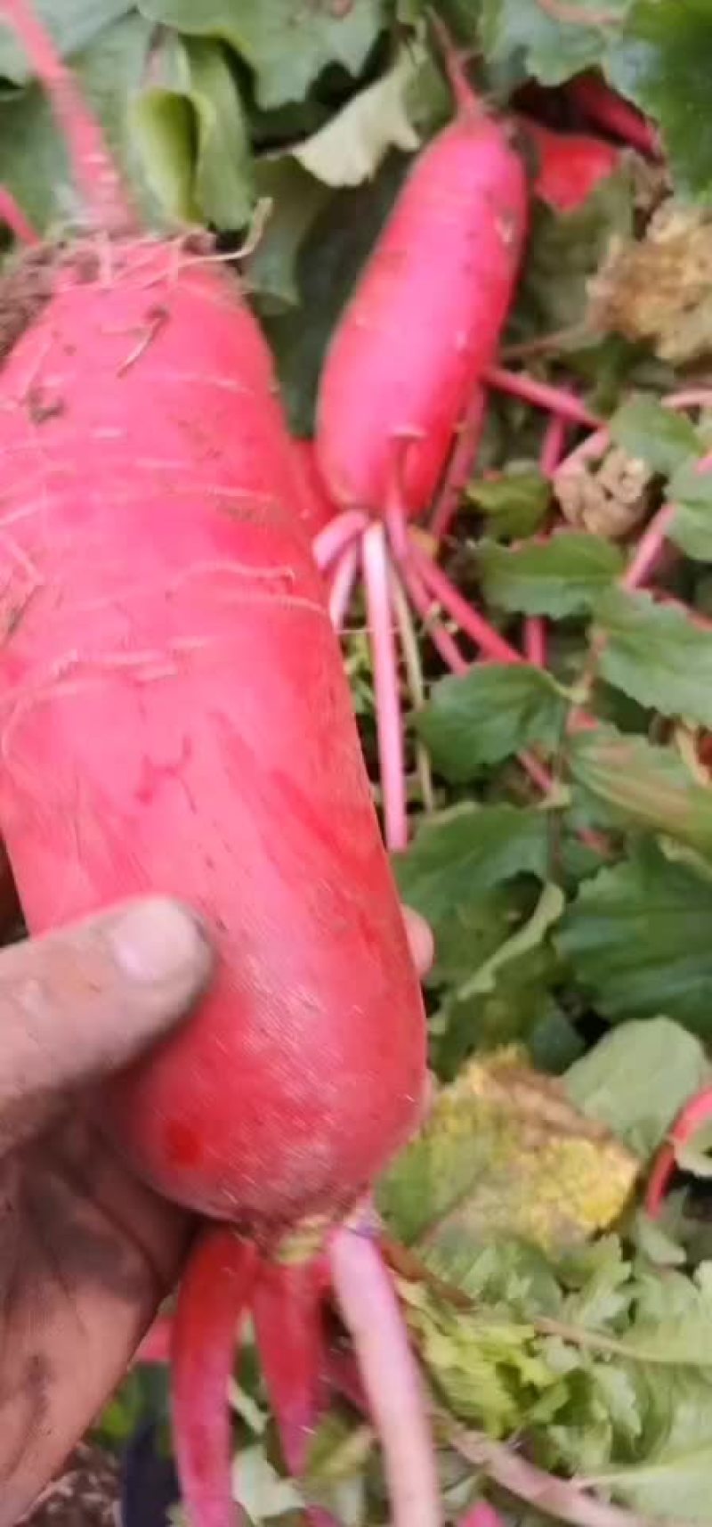 红皮萝卜精品