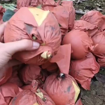 晚秋黄梨，果品一级，价格详谈