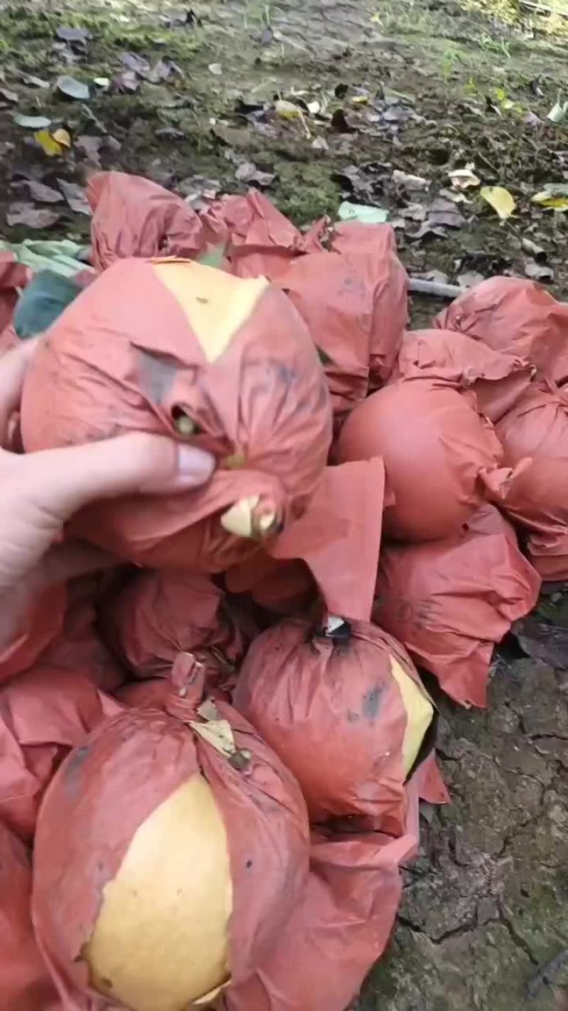 晚秋黄梨，果品一级，价格详谈
