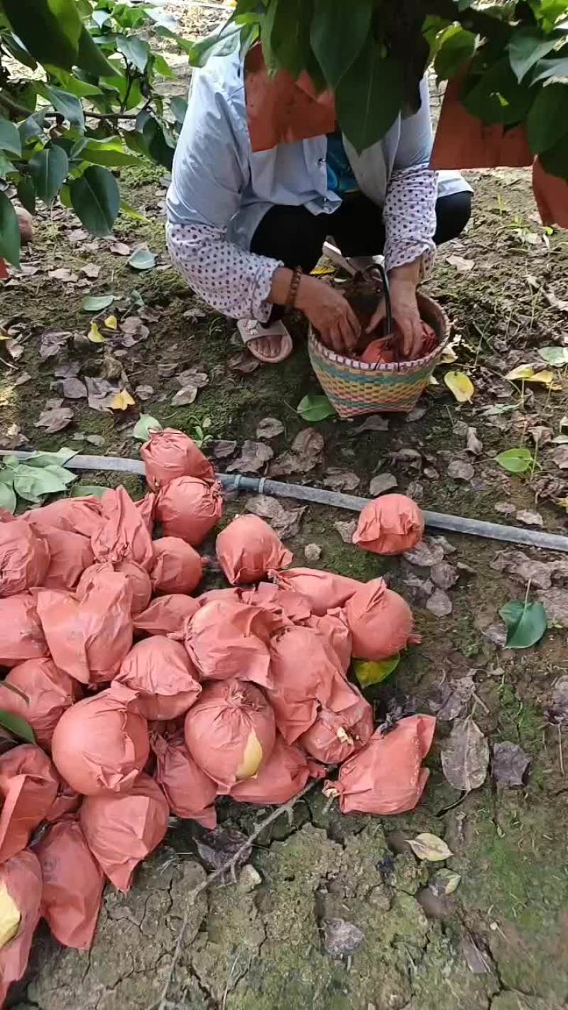 晚秋黄梨，果品一级，价格详谈
