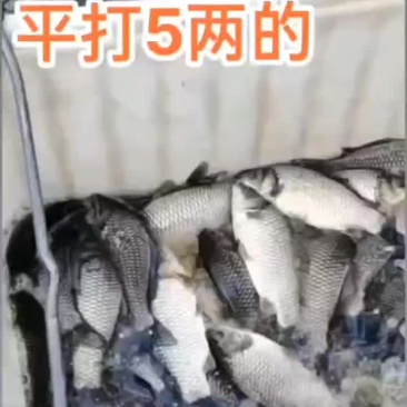 鲫鱼，垂钓专用