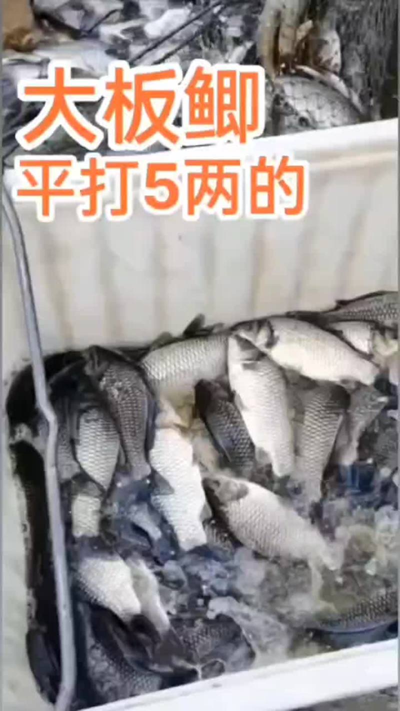 鲫鱼，垂钓专用