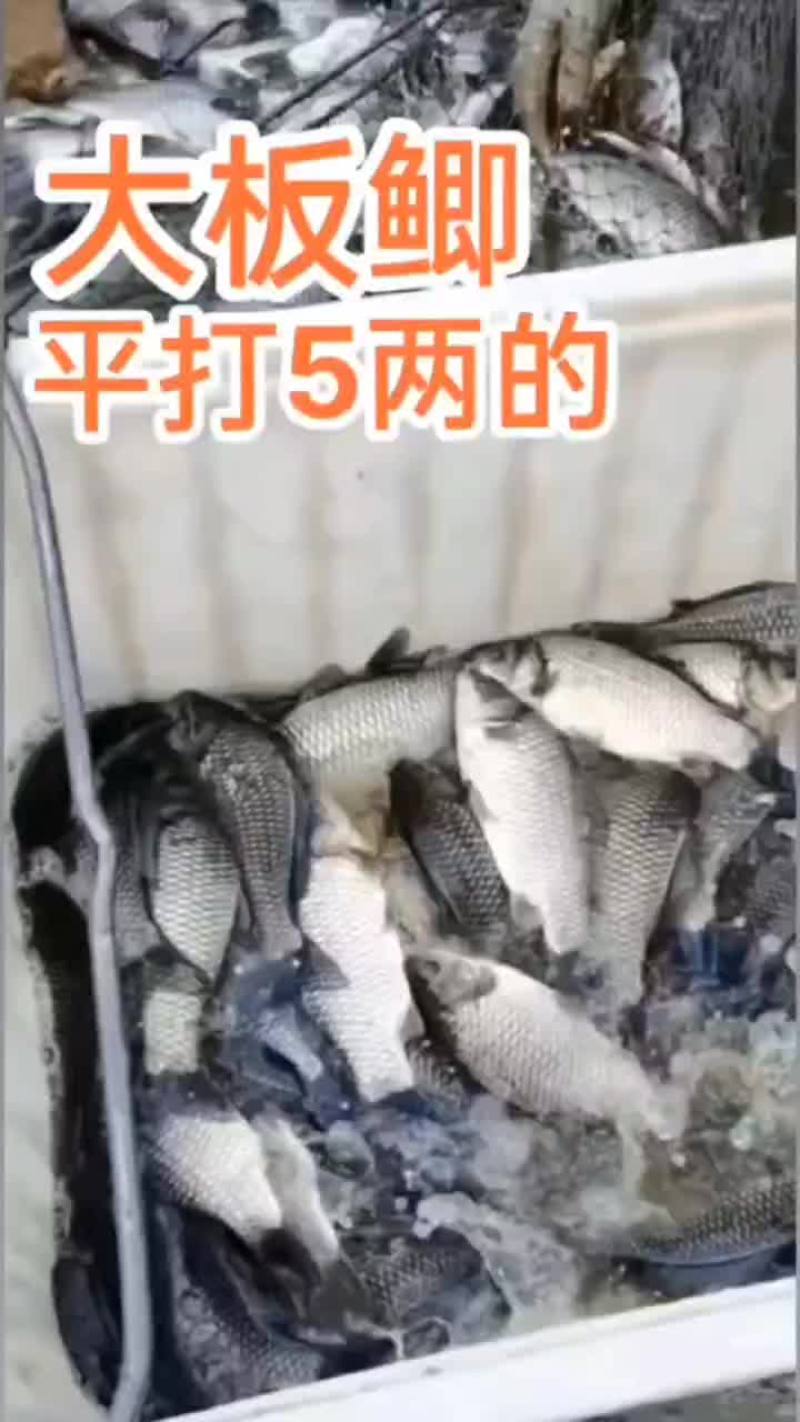 鲫鱼，垂钓专用