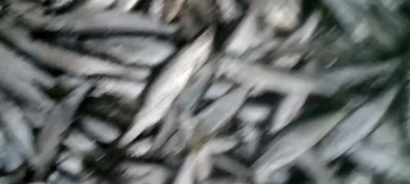 大量加工鲫鱼批发