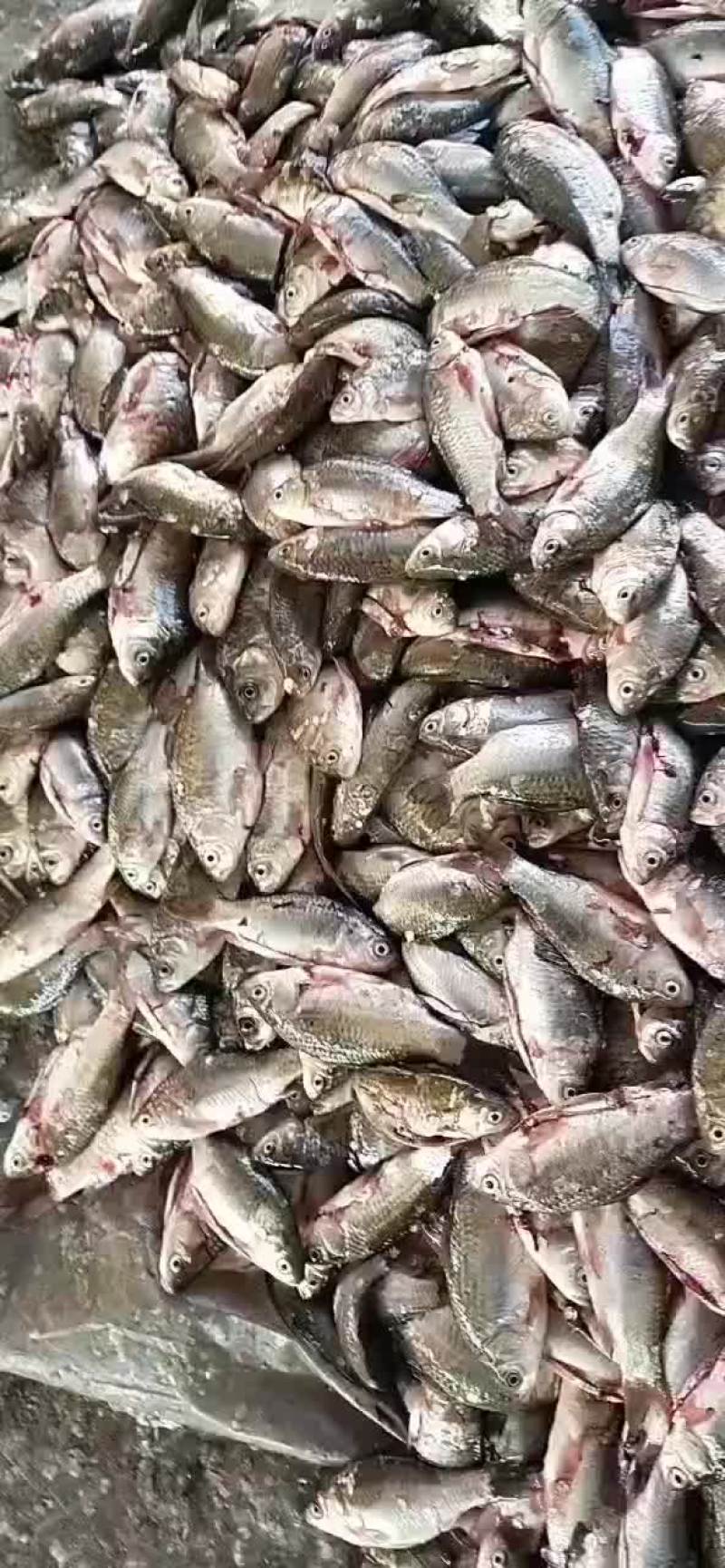 大量加工鲫鱼批发