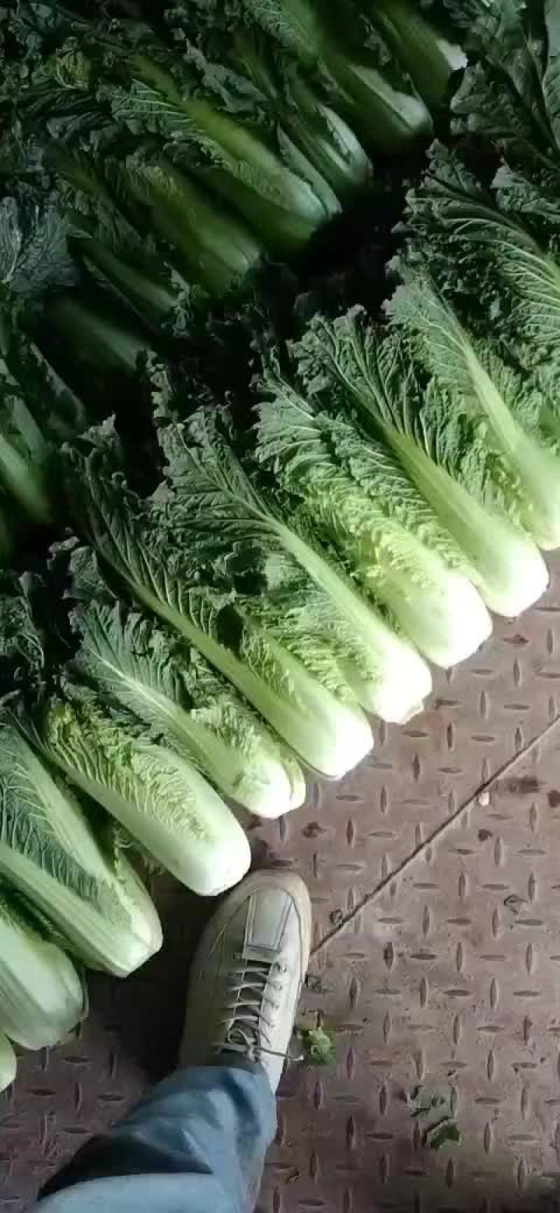 青口白十吨
