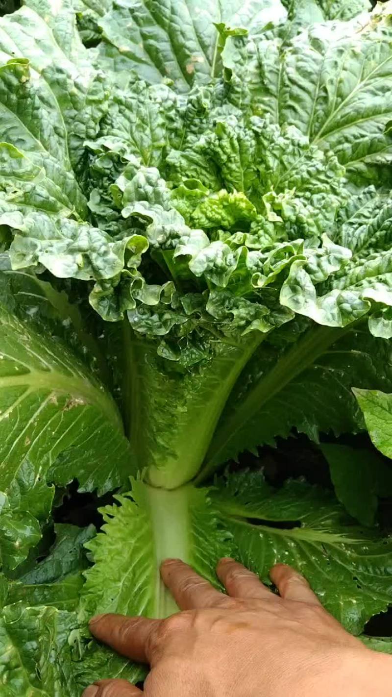 青口白十吨