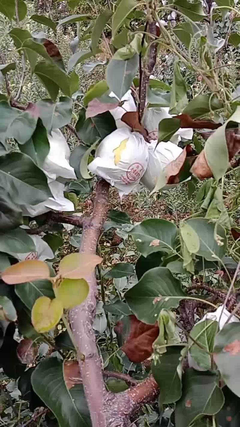 汉源金花梨