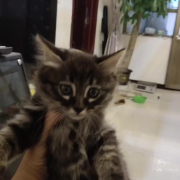 卖两只小猫，一公，一母，希望爱猫人士买回家里养